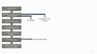 EBV Acute infection [upl. by Winifield]