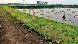 Raising Tilapia Fish farm in Kolkata [upl. by Haikan]