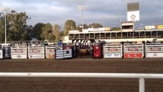 Bushwacker intro at the Professional Bull Riding in Salinas 71614 [upl. by Root785]