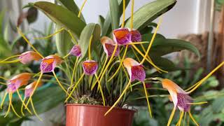 Masdevallia Confetti [upl. by Shaughnessy]