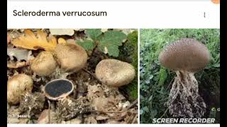 Scleroderma verrocosum [upl. by Nolrah723]