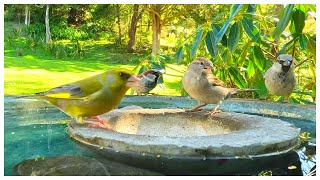 New Zealand Bird Garden [upl. by Yelrebmik]