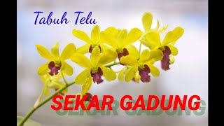 Tabuh Telu quotSEKAR GADUNGquot [upl. by Aiht]