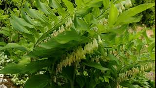 Polygonatum x hybridum Weihenstephan [upl. by Aninad]