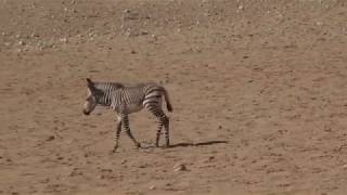 VLOG 20190419 Orphan Baby Zebra getting adopted [upl. by Petuu192]