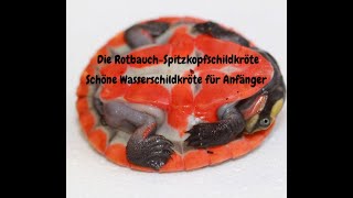 Anfänger Wasserschildkröten Emydura subglobosa die Rotbauch Spitzkopfschildkröte Blog 31 [upl. by Ailhat580]