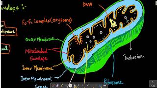 MITOCHONDRIA PART1 CELL THE UNIT OF LIFE 11 BIOLOGYncert neet2025 [upl. by Tisbe]