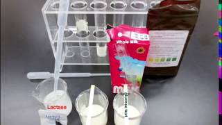 Identifying Milk with Lactase and Glucose Strips [upl. by Lucretia555]