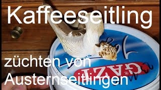 Austernseitlinge auf Kaffeesatz selber züchten [upl. by Ylloh29]