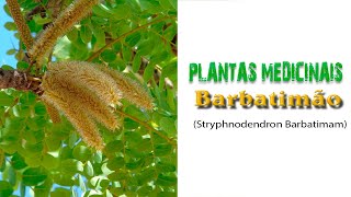 15  Plantas Medicinais  BARBATIMÃO Stryphnodendron barbatimam Ubatima Casca da Mocidade [upl. by Nuhsed904]