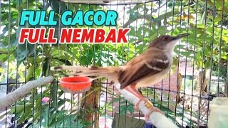 ciblek kristal gacor full nembak [upl. by Hudgens562]