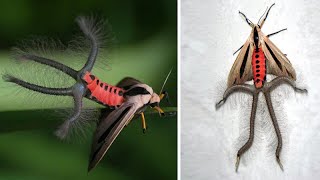 Creatonotos Gangis Insect With Hairy Tentacles Is Apparently Just A Moth [upl. by Unhsiv906]