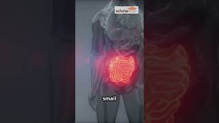 How Food Travels Through Your Digestive System in 60 Seconds shorts gcse science education [upl. by Leira713]