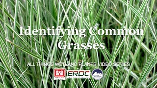 Identifying Common Grasses [upl. by Aissenav]