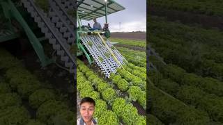 Smart machine harvests lettuce in the US sonlv harvest [upl. by Nawud]