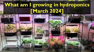 What am I growing  March 2024  Aerogarden iDoo LetPot Spider Farmer AHopeGarden RainPoint Mufga [upl. by Nnayar868]