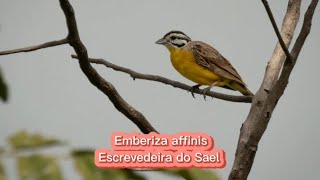 O canto da Escrevedeira do sael  Emberiza affinis [upl. by Mintun]