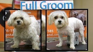 How to groom a Zuchon full groom [upl. by Selij907]