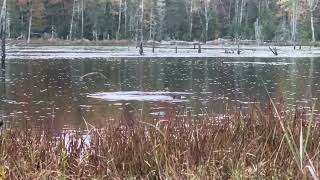 Good Morning from the Beaver Pond [upl. by Tanaka19]