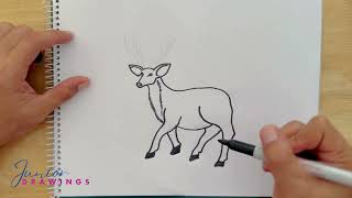 How to Draw a Deer  Junior Drawings [upl. by Pilloff]