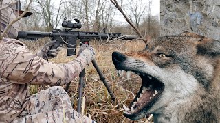 Coyote hunting gone wrong [upl. by Amsed829]