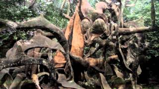 Discover Nigeria with ZODML OsunOsogbo Sacred Grove [upl. by Girardo]