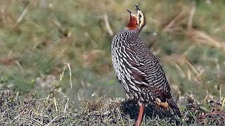 Swamp francolin Francolinus gularis sound  call and song [upl. by Atnahsa]