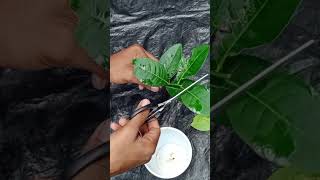 How to propagate lemon tree from cuttings  grow lemon tree cuttingshots garden dly [upl. by Leunamnauj]