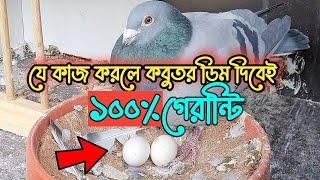 কবুতর ডিম না পারলে করণীয়  Kobutor Dim Na Parar Karon [upl. by Essined]