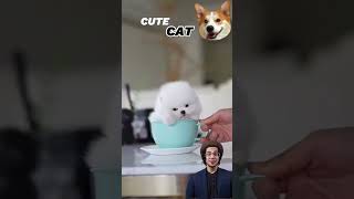 Cat Meowing🌹🐈🐈🌹Cat Sound Cute Cat Videos shorts cat cats dog puppy catlover catfunnyshorts [upl. by Sonahpets]