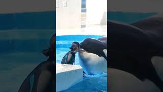 why dolphin eat ice 😐 Dolphin show 😍shorts viralvideo [upl. by Nilrak109]