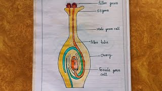 How to draw germination of pollen on stigma [upl. by Natloz]