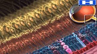 Photoreceptors Rods and Cones  Alevel Biology  OCR AQA Edexcel [upl. by Eittam]