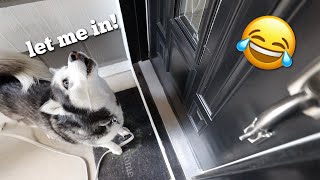 My Huskies React To Their New House [upl. by Gnort]