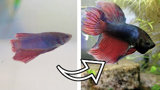 1 MONTH UPDATE  Betta Fish Rescue [upl. by Phelgen719]