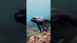 Swimming Marine Iguana🦎 iguana galapagos iguanas scubadiving [upl. by Ancel]