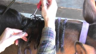 Learn How To Braid A Horses Mane [upl. by Nya254]