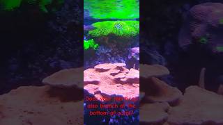 Monticap scrolling montipora coralcantwait saltwateraquarium reefobsessed keepgrowing reef [upl. by Alleuqram499]