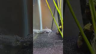 Pictus Catfish Eating Pellets [upl. by Lengel]