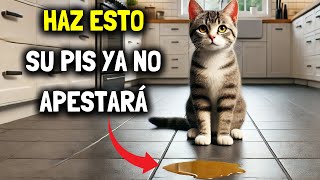 Aprende a ELIMINAR el OLOR A ORINA de los gatos [upl. by Doro85]