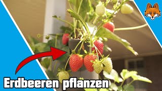 Erdbeeren pflanzen  einfach selber Erdbeeren züchten und ernten 🍓 [upl. by Nowahs205]