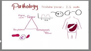 Parasitology 20 Leishmania 02 »DrMoaz [upl. by Magnum217]