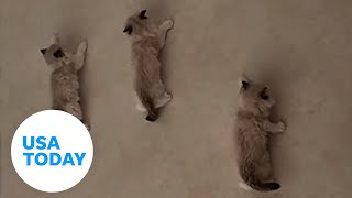 Cat mom amazed by spiderkittens climbing walls of Chinese apartment  USA TODAY [upl. by Nodearb]