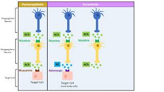 Neurotransmitter and Receptors [upl. by Zeta374]