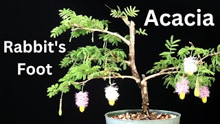 Rabbits Foot Acacia Bonsai Tree Repotted plus a look at my Sweet Acacia seedlings [upl. by Ynnav]