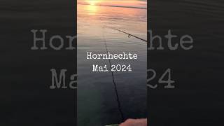 Hornhechte Mai 2024 fliegenfischen flyfishing seatrout hornhecht [upl. by Hay310]