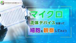 マイクロ流体デバイスを使って細胞を観察してみよう【ERATO深津共生進化機構プロジェクト】 [upl. by Silvestro673]