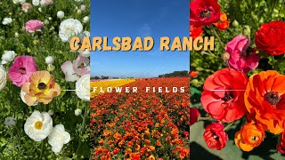 The Flower Fields at Carlsbad Ranch 2024 FULL TOUR california flowerfields цветы [upl. by Herwin]