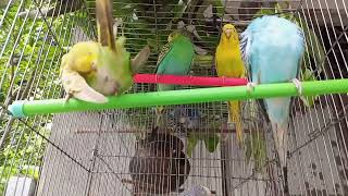 4 Hours Of Cat TV for Cats to Watch 😺 Playful Budgerigar Birds Chipmunks Squirrels  Birds Garden [upl. by Ainad]