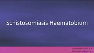 Pronunciation of the words quotSchistosomiasis Haematobiumquot [upl. by Yelrac]